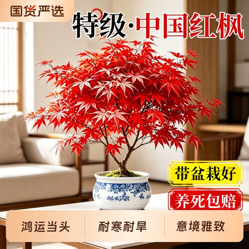 中国红枫盆栽室内好养盆景