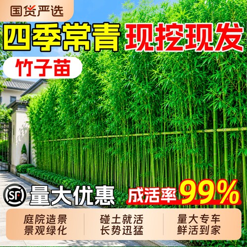 竹子苗四季常青庭院景观竹紫竹黄金竹罗汉竹北方耐寒竹苗带土发货