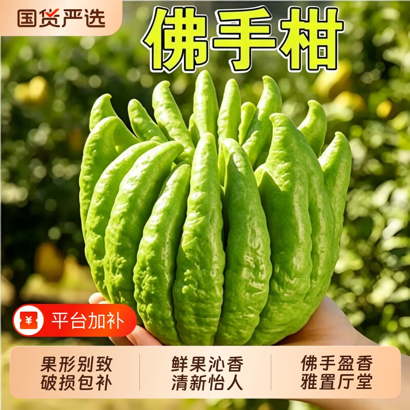 佛手柑鲜果水培植物闻香观赏桌面摆件天然新鲜葫芦托盘办公室绿植