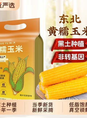 东北黄糯玉米新鲜采摘软糯香甜黄苞米主食早餐代餐低脂饱腹真空装