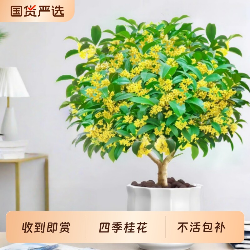 桂花树苗四季桂盆栽可用开花不断室内浓阳台庭院香型花卉开花植物图片