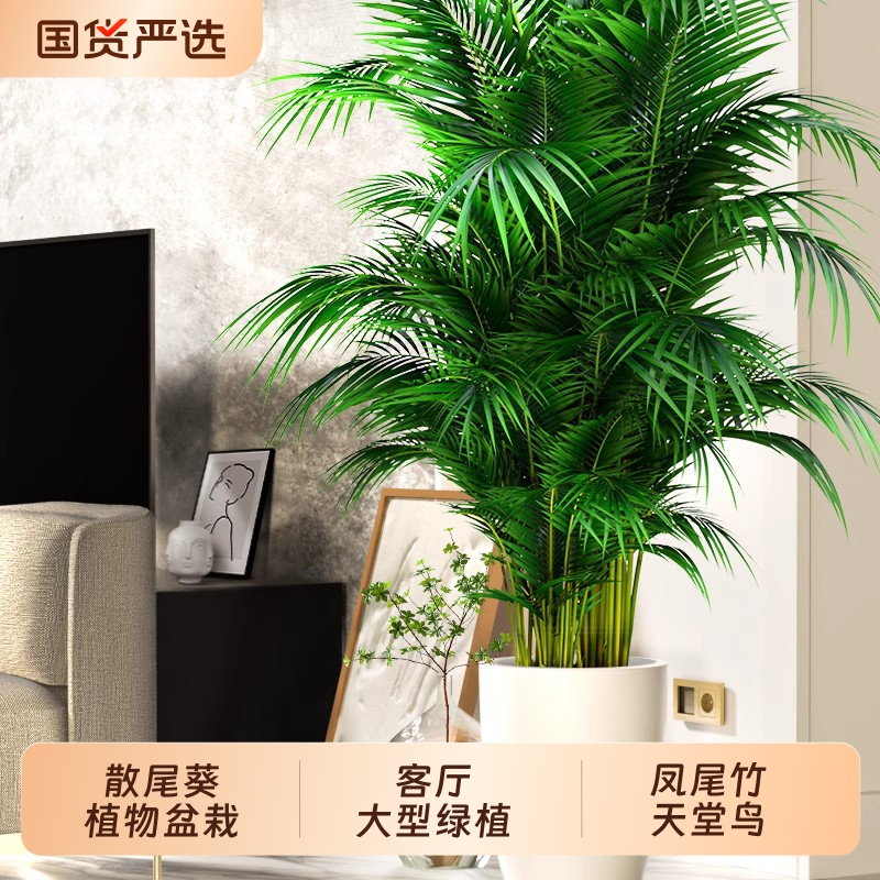散尾葵植物盆栽客厅大型绿植室内落地办公室大号仿生凤尾竹天堂鸟