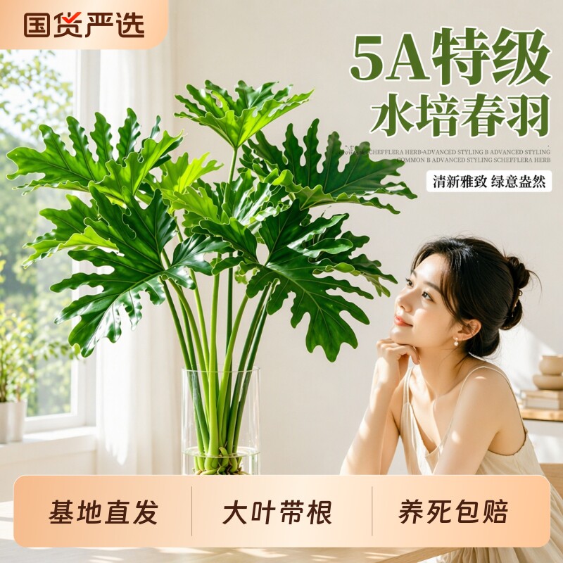 龙鳞春羽大叶盆栽绿植高端感图片