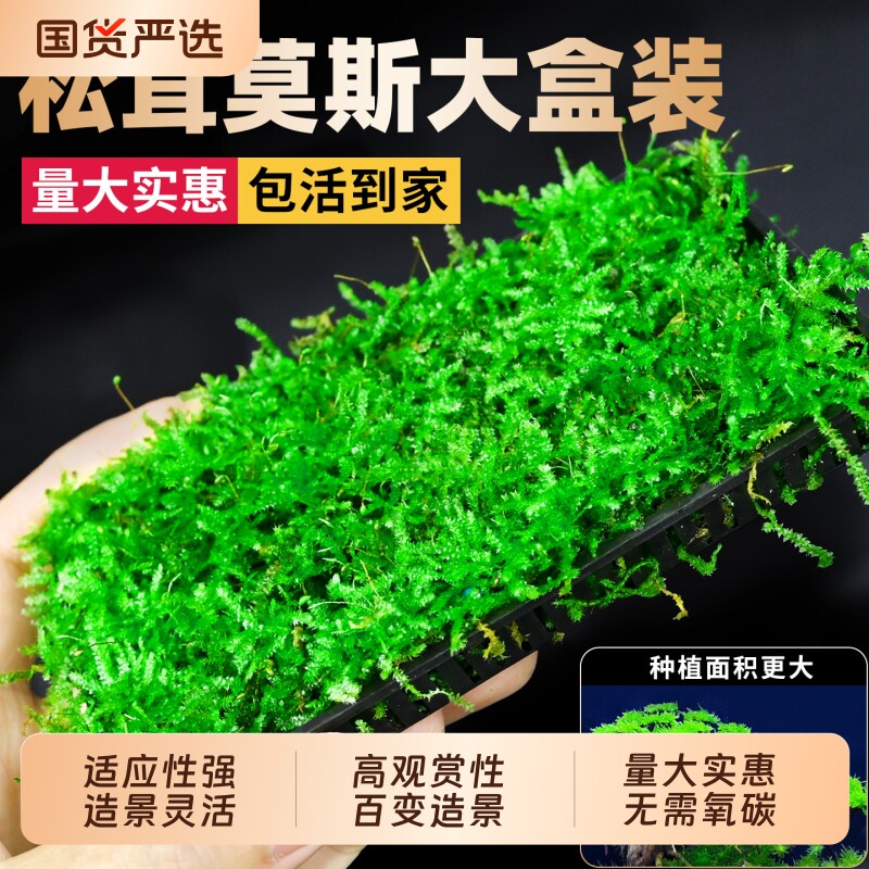 莫斯水草真松茸莫斯盒片鱼缸造景专用沉木慕斯树装饰前景阴性植物