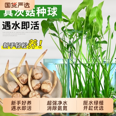 茨菇种球慈菇茨菰水草净水造景