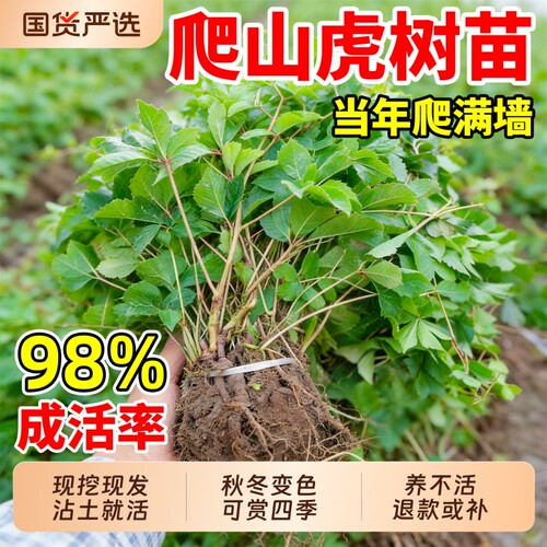 爬山虎树苗爬藤植物四季爬墙虎不落叶耐寒室外庭院爬藤蔓花卉盆栽
