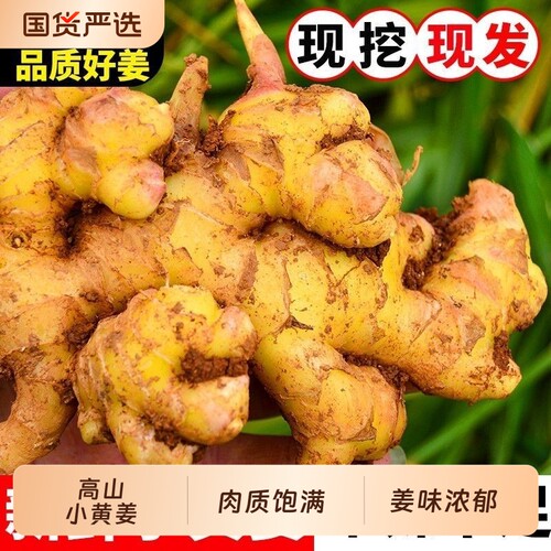 花三岁云南小黄姜生姜老姜鲜姜新鲜现挖自种姜嫩蔬菜整箱批发农家