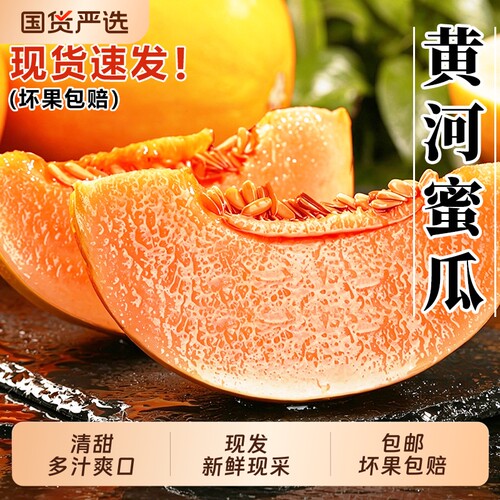 陕西黄河甜瓜鲜甜多汁现摘现发