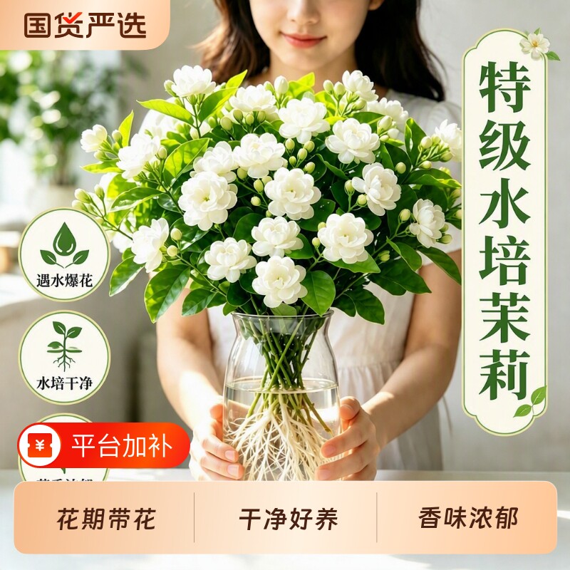 水培茉莉花花苗四季鲜花开花卉室内好养桌面水养绿植玻璃花瓶盆栽