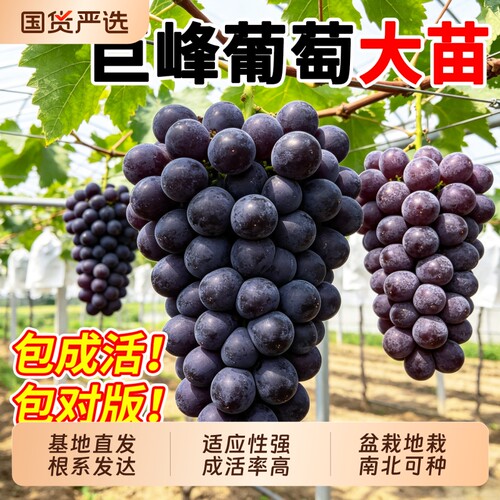 正宗葡萄苖巨峰阳光玫瑰爬藤蓝宝石果树果苗南北方种植盆栽地栽