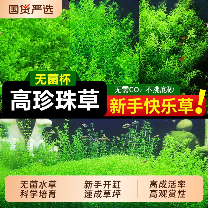 高珍珠水草无菌杯|超3000次加购图片