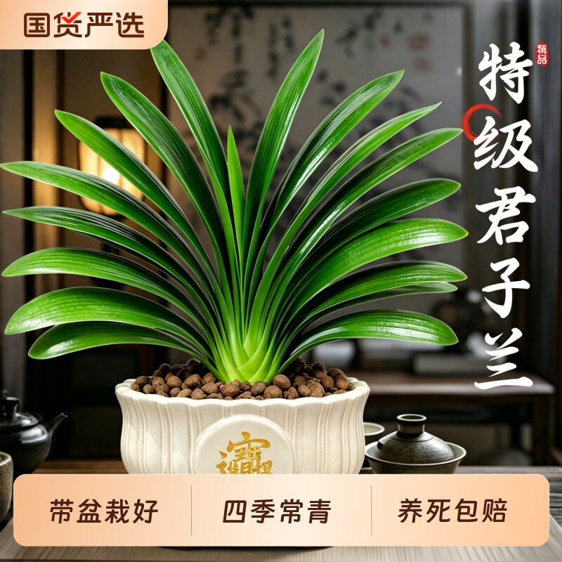 君子兰盆栽带花苞绿植花卉图片