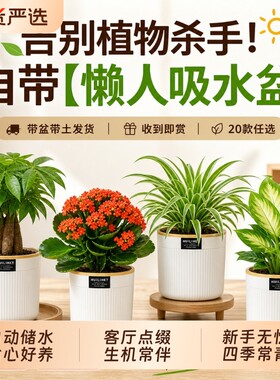 栀子花桌面绿植发财树盆栽小绿植