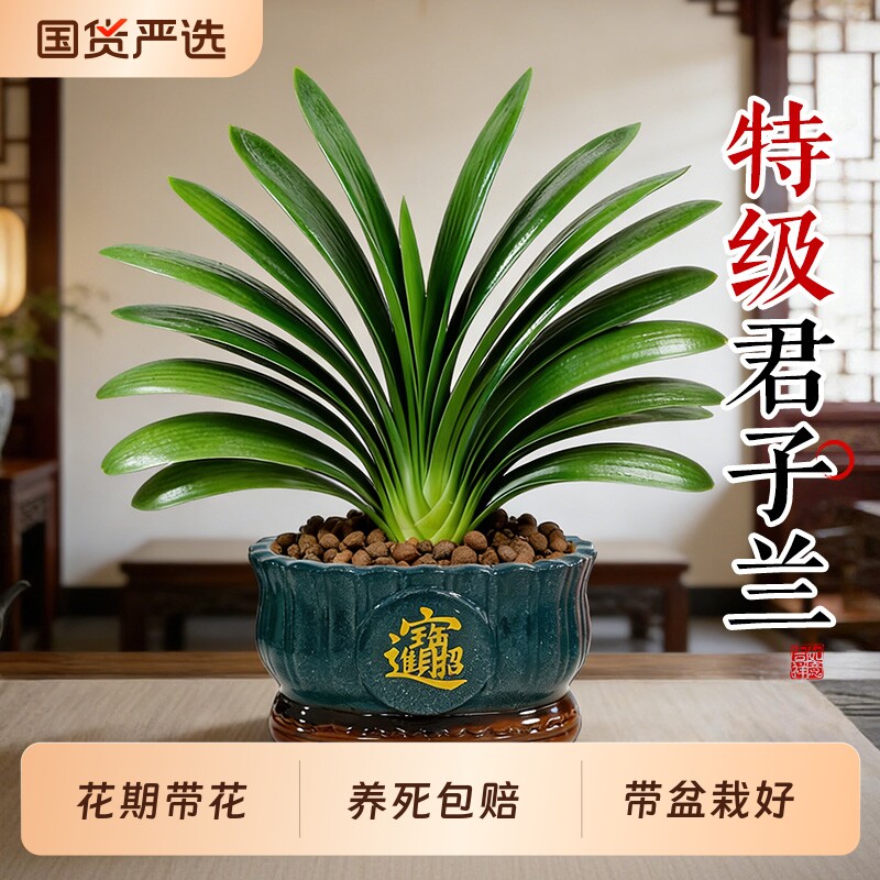 君子兰盆栽带花苞绿植花卉图片