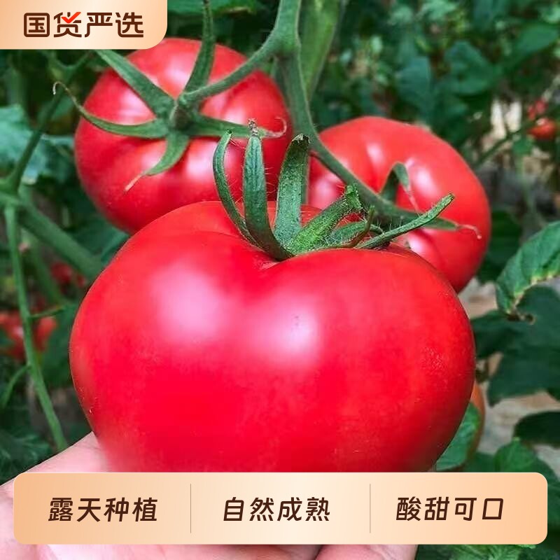 【现摘沙瓤】正宗云南老品种西红柿自然熟生吃5斤当季农家蔬菜