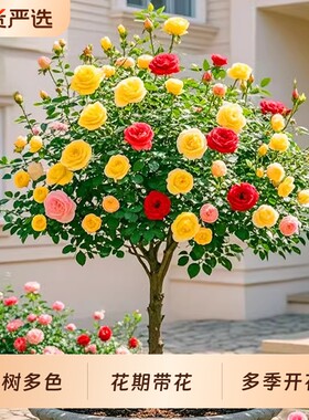 多色棒棒糖树桩月季花苗开花