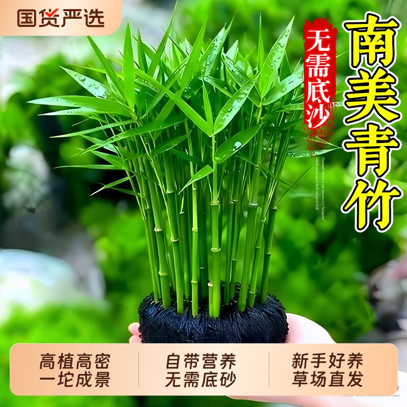 南美青竹坨草净水增氧鱼缸专用图片