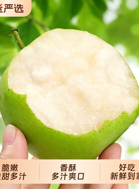 砀山青梨皇冠梨当季翠冠梨香酥脆