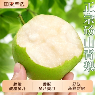 梨子新鲜水果砀山青梨皇冠梨当季翠冠梨香酥脆甜整箱包邮现摘果子
