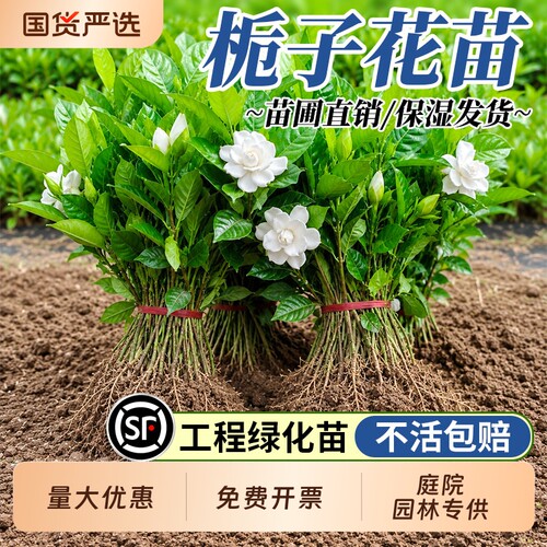 栀子花苗庭院园林工程绿化苗大叶栀子花小叶栀子花小苗四季带花苞