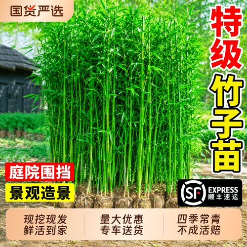 竹子苗庭院四季常青紫竹青竹罗汉竹黄金竹盆栽耐寒树苗易活慈孝竹