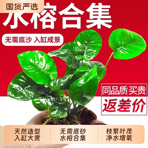 水榕沉木水草鱼缸造景装饰阴性草