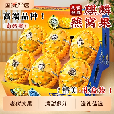 海南麒麟燕窝果5斤礼盒当季新鲜黄皮白心火龙果热带特产水果整箱