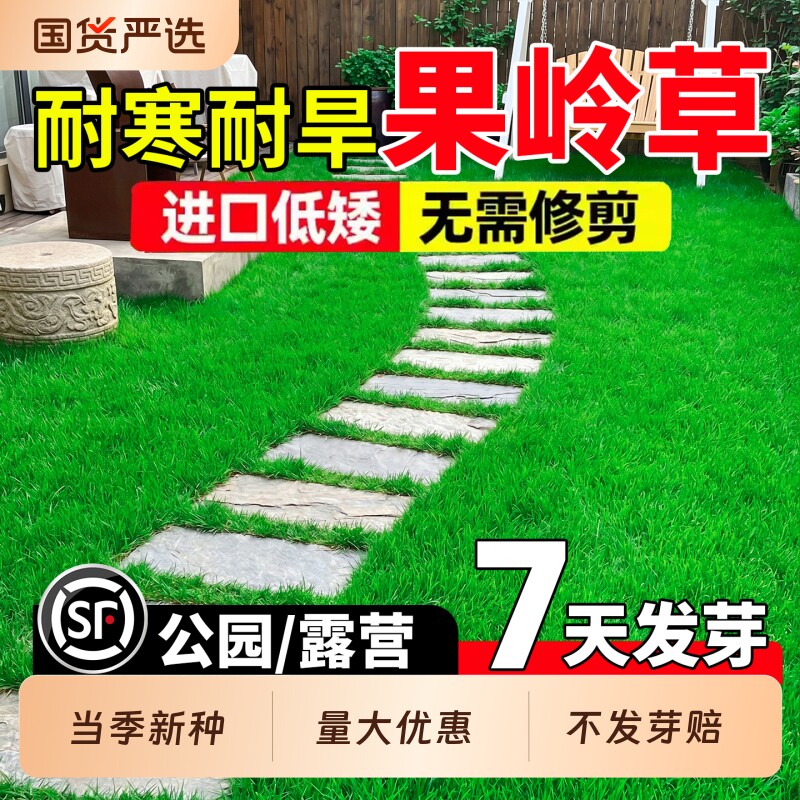 进口果岭草草籽低矮免修剪耐寒耐旱公园小区民宿露营绿化草坪种子