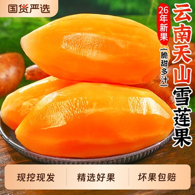 天山雪莲果，2026新果，脆甜多汁