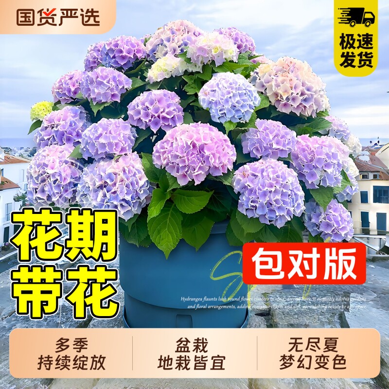 绣球花苗无尽夏盆栽庭院阳台图片
