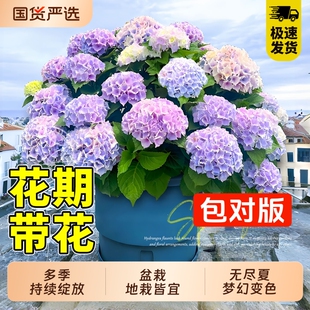 绣球花苗四季无尽夏花卉园绿植物绣球花盆栽带花苞室内花园精品