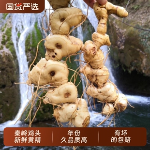 新鲜鸡头黄精多花黄精块茎可九制泡酒炖汤中药材优选