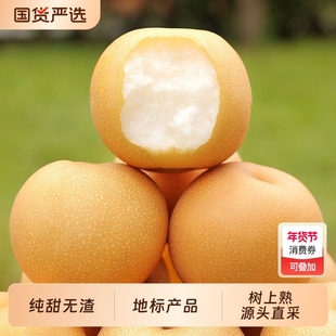 正宗圆黄梨非秋月梨丰水梨纯甜当季新鲜冰糖梨子整箱包邮鲜果国货