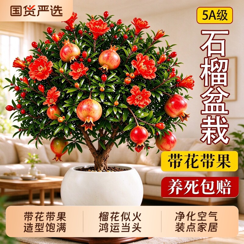 石榴花盆栽带果观赏果树苗室内阳台盆景多季开花庭院植物花卉好养