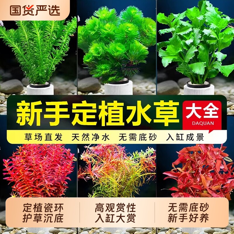 水草植物鱼缸造景固定环定植真草水榕绿植蜈蚣草套餐漂浮养鱼沉底