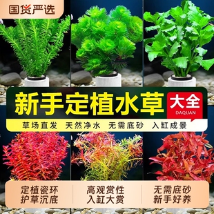 水草植物鱼缸造景固定环定植真草水榕绿植蜈蚣草套餐养鱼沉底沉木