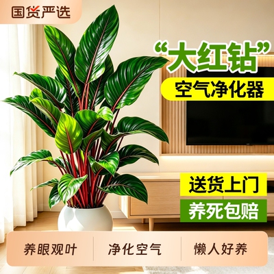 红钻金钻盆栽大叶净化空气