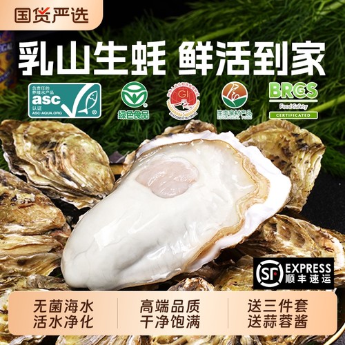贝司令乳山鲜活绿色生蚝