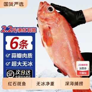 红石斑鱼鲜活冷冻超大红鱼龙胆富贵鱼深海海鱼大鱼新鲜海鲜水产