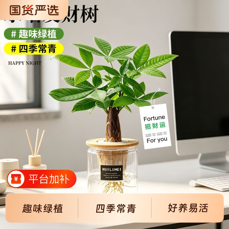 发财树盆栽客厅室内桌面懒人水土培植物净化空气招财绿植盆景好养