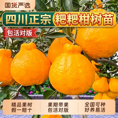 正宗四川耙耙柑果树苗春见丑橘