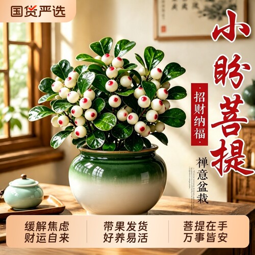 小盼菩提带果好养禅意桌面盆景