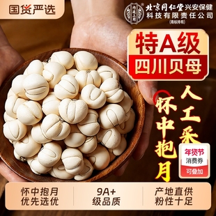 川贝母北京同仁堂上用特级中药材止咳润肺正品野生官方旗舰店百合