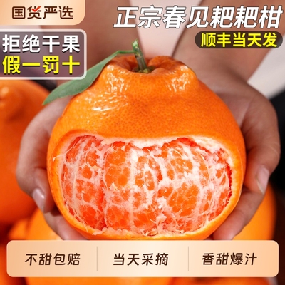 【顺丰当天发】正宗春见耙耙柑！