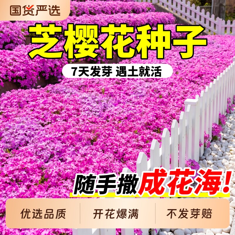 芝樱花种子四季播种开花地被植物室外庭院花卉花籽盆栽重瓣月见草