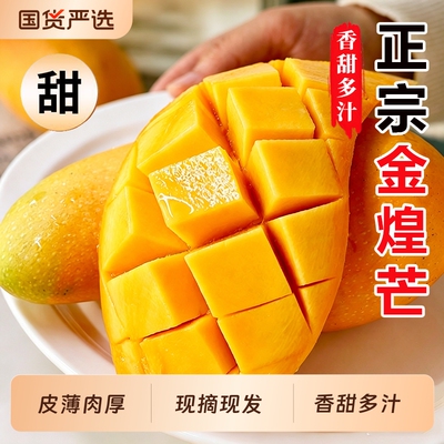 正宗金煌芒果现摘现发香甜软糯