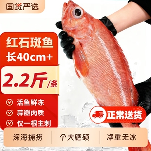 红石斑鱼礼盒鲜活冷冻超大红鱼龙胆深海富贵鱼非东星斑新海鲜水产