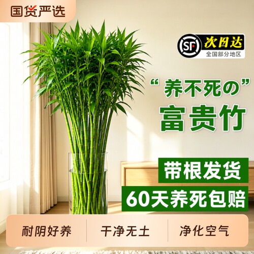 特大粗杆富贵竹水培植物室内