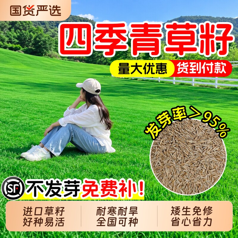 进口四季青草籽混播耐寒耐旱四季常青耐踩踏庭院矮生绿化草坪种子