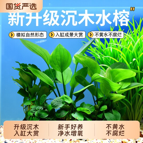 鱼缸真草水榕沉木增氧造景